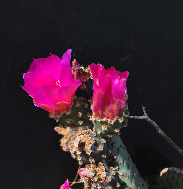 Beavertail Cactus Flowers