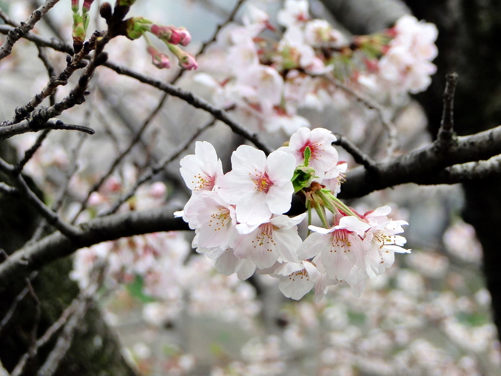 櫻花 Sakura 外濠公園 Chun Chih Fan Flickr