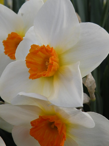 either Large cupped daffodils or poeticus