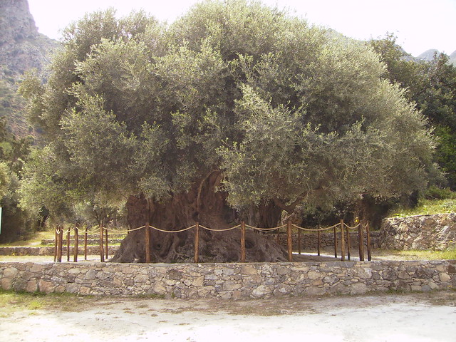 Ancient Olive Tree, Kavousi