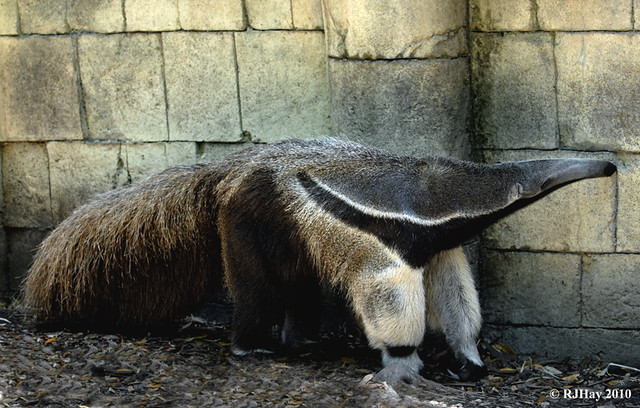 Giant Anteater - Audubon Zoo, New Orleans | From a zoo ...