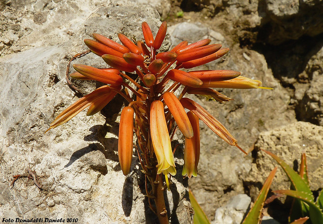 Fiore di Aloe Vera ( Aloe Barbadensis )