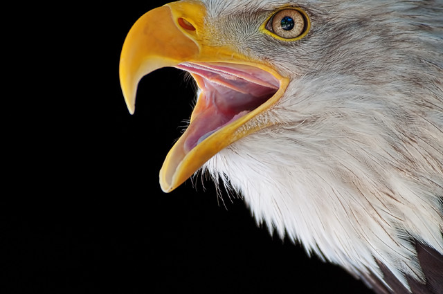 Bald Eagle - Weisskopfseeadler