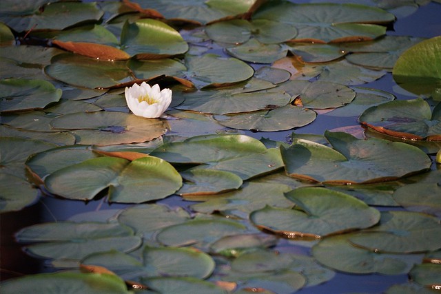 Water Lily in Bloom