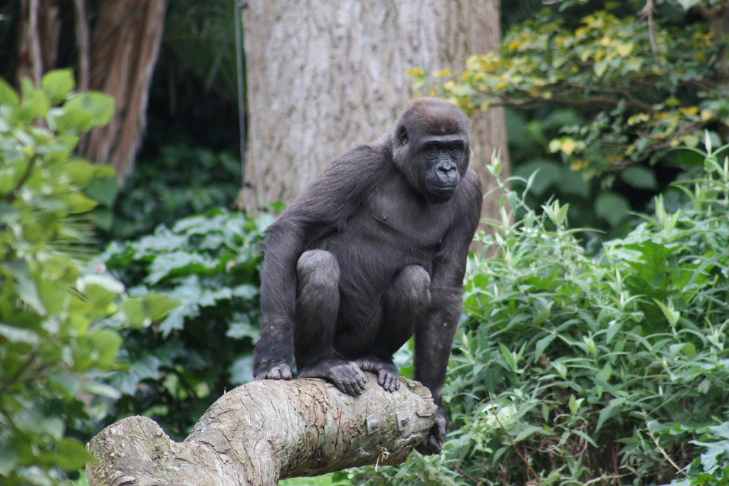 job for maine zoo gorilla