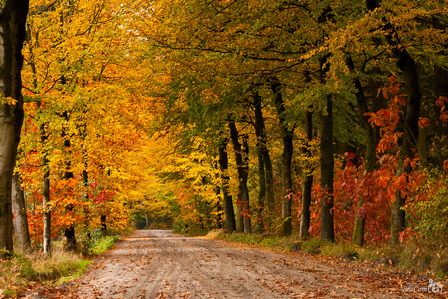 Autumn Forest road