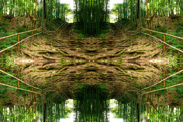 Bamboo_Forest_Flkr
