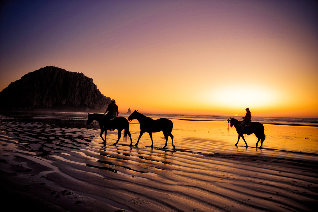 Morro Bay : Horses on the beach by tibchris