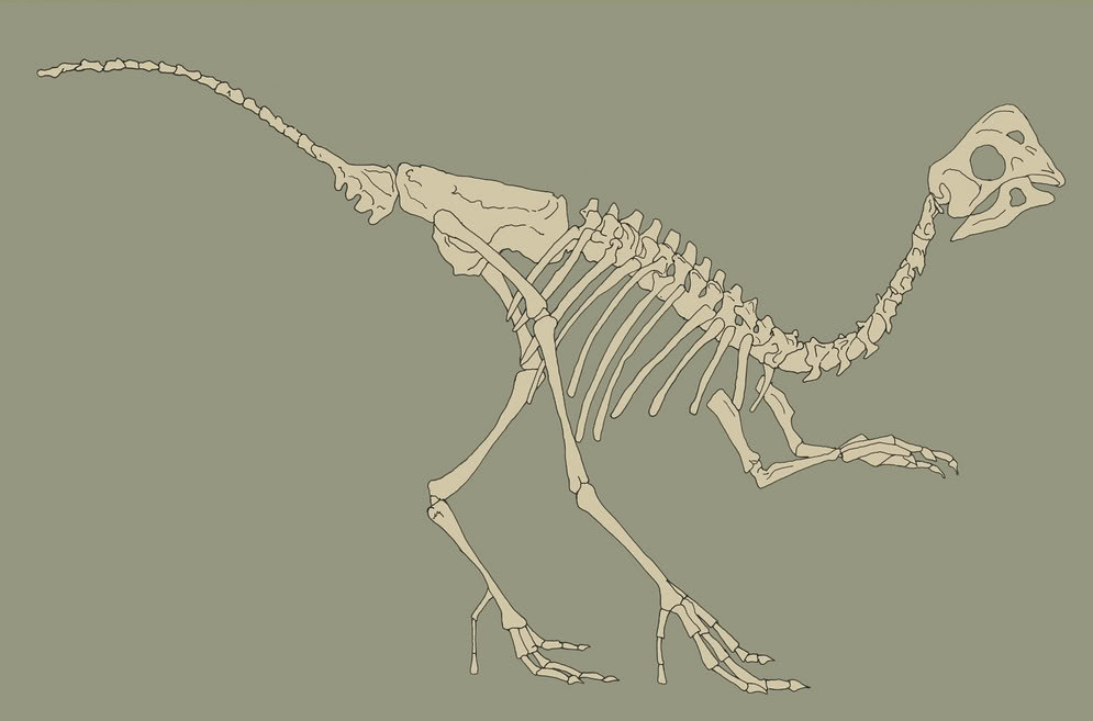 Читы скелет. Скелет овираптора. Череп овираптора. Овираптор динозавр скелет. Мадагаскар скелет.