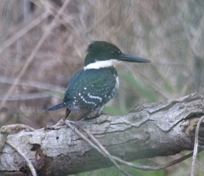 Green Kingfisher