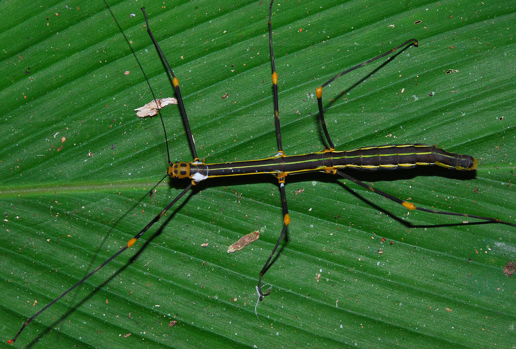 Flickriver: Arthur Anker's photos tagged with insect