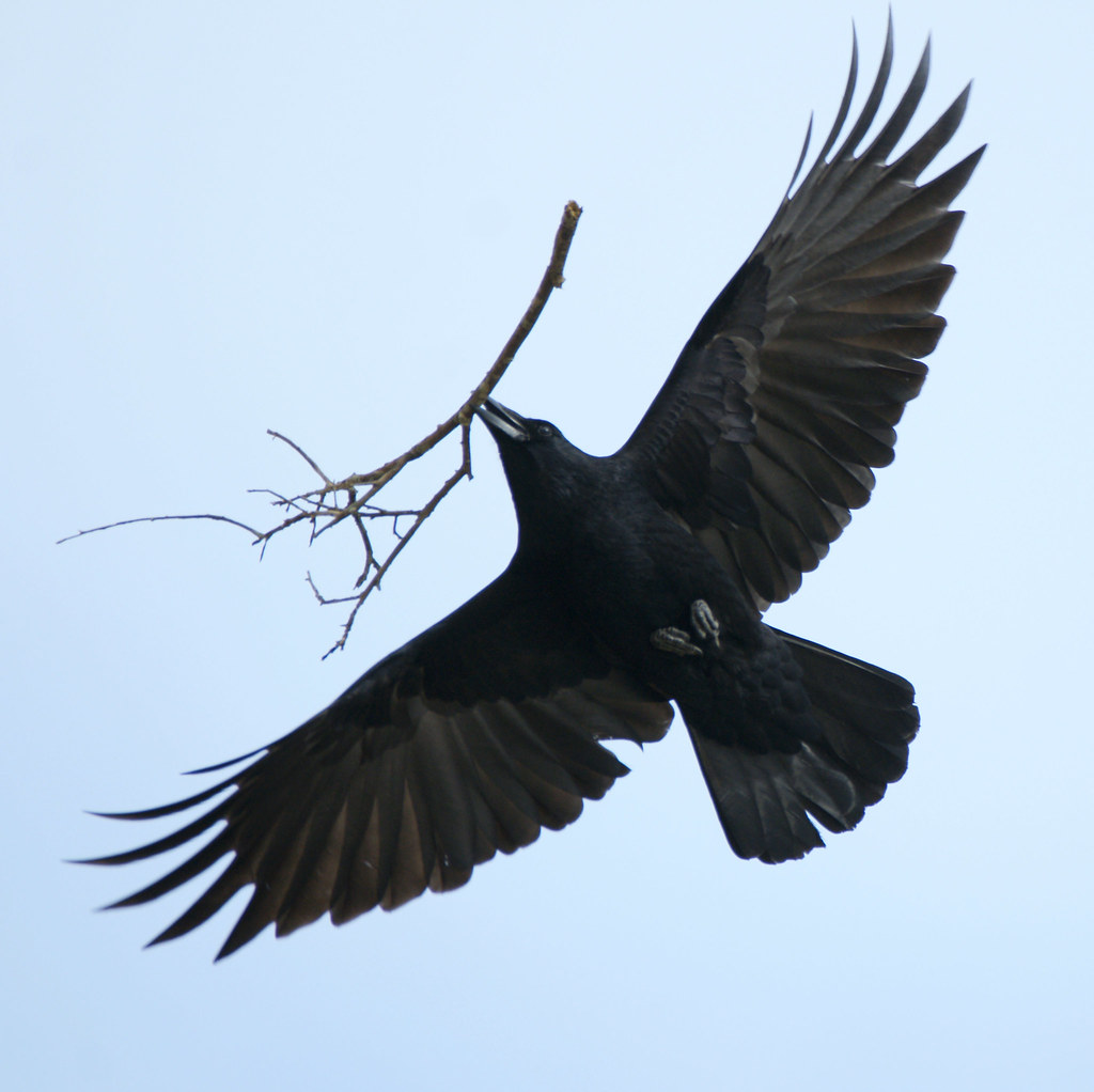 Крыло ворона 1. Крыло ворона. Ворон с расправленными крыльями. Крылья вороны. Большие черные птицы.