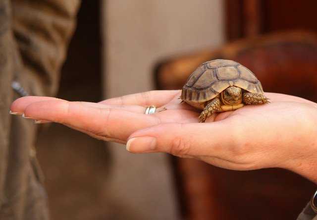 Baby Tortoise In the Market Marrakesh