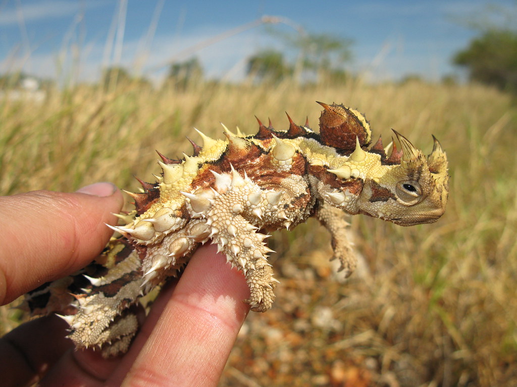 Devil Tortoise Thorny Devil | Barkly highway Northern Territory | huntersaurus | Flickr