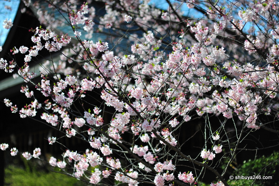Sakura in full bloom.