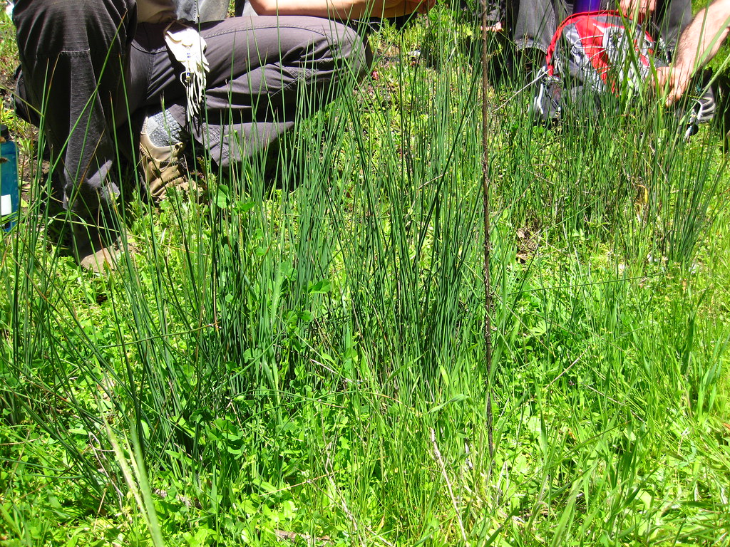 Juncus