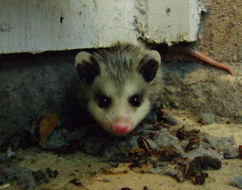 virginia opossum baby