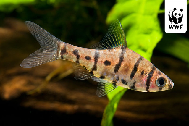 Zebra Patterned Fish A zebra-striped fish | A remarkably striking zebra-striped f… | Flickr