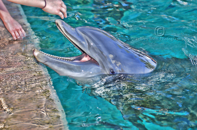 Hungry Dolphin at SeaWorld