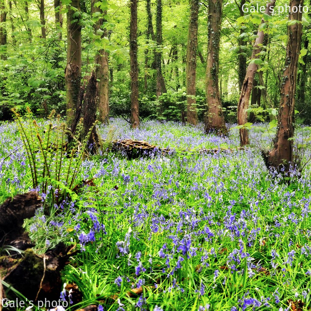 More bluebells. by Gale's Photographs will try and comment when I can
