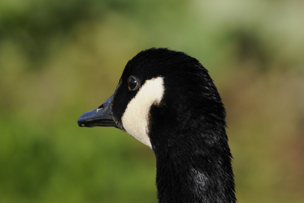 canada goose birdathon | Mama Goose closeup. Daniel Webster … | Flickr