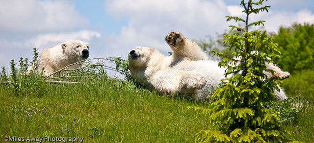 Polar Bear - Waving Hello!