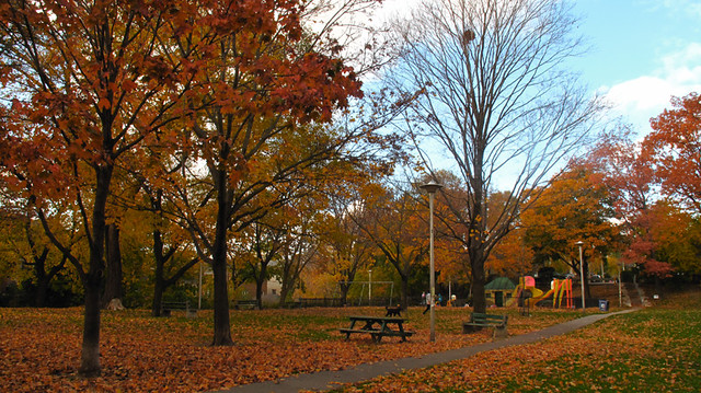 Fall in the park 1