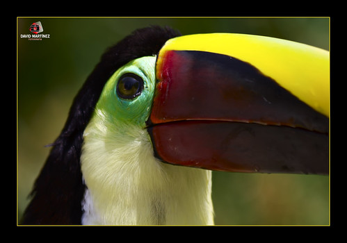 TUCAN II by penn84^^