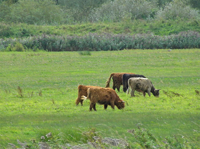 Cattle grazing in the Biesbosch