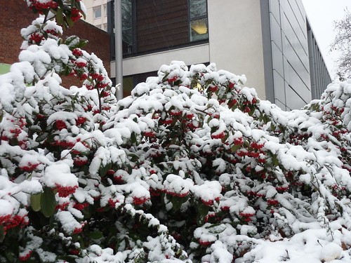 Snow berries-0892
