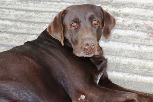 Labrador chocolate | by marcia-oc