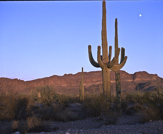 Organ Pipe Cactus National Monument 1