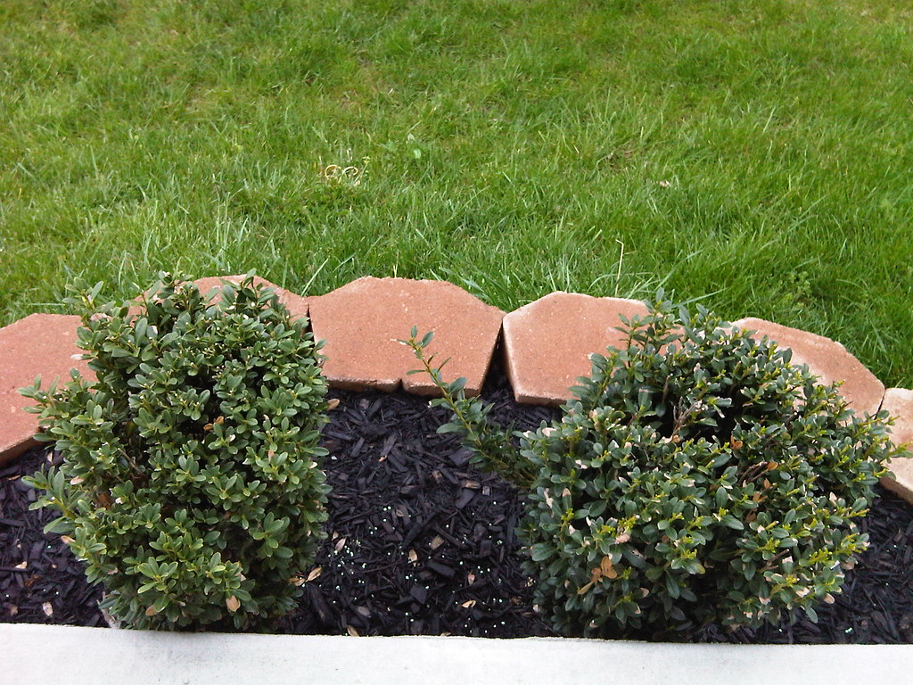 Dear ornamental Japanese evergreen bush things that I paid… | Flickr