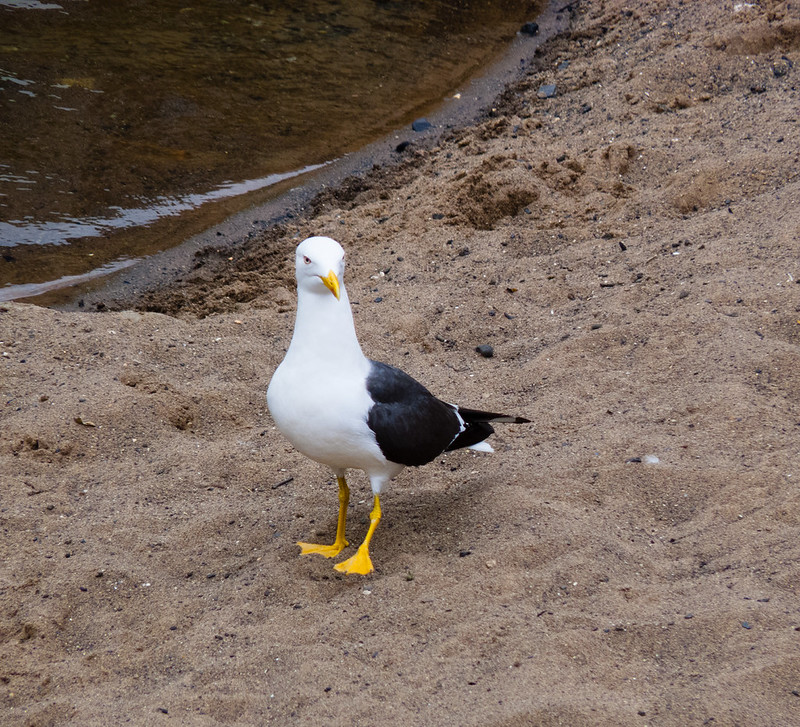 Lesser black backed gull