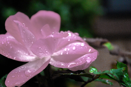 Pink Sunday | by jlwo
