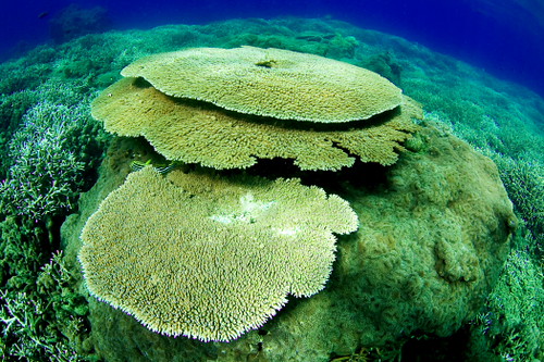Table coral, Pigeon Island, Sri Lanka