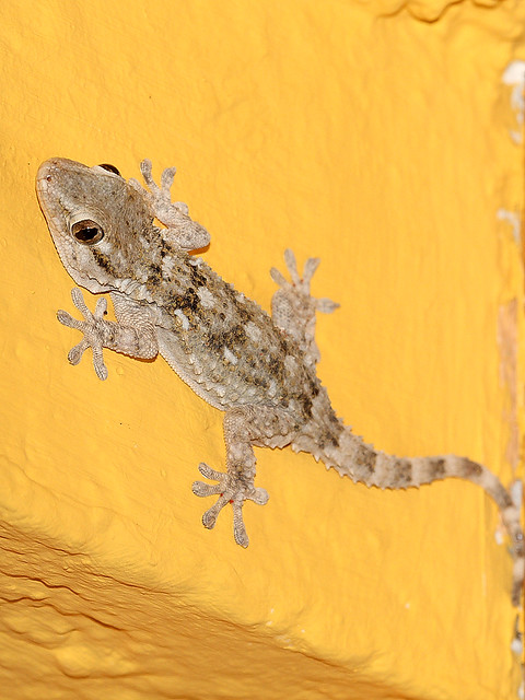 Mauergecko / Common Wall Gecko / Moorish Wall Gecko / Crocodile Gecko (Tarentola mauritanica)