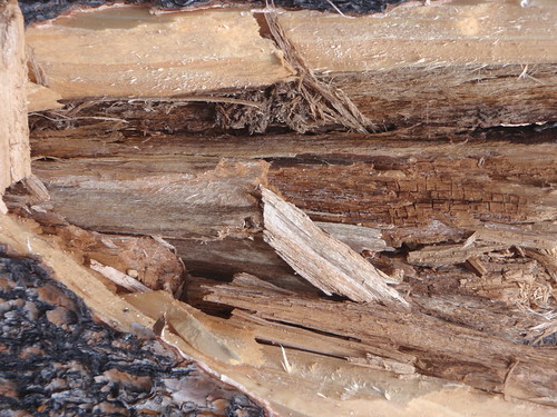 wood texture broken stump creativecommons snaped texturesforall
