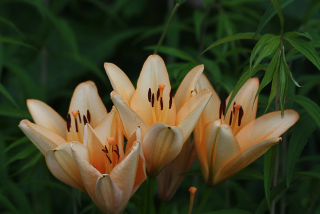 Peach colored Lilies