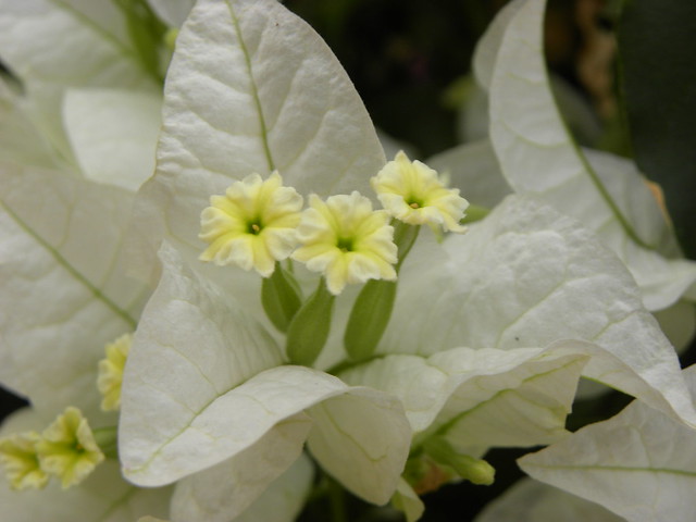 bougainvillier blanc ✽ white bougainvillea