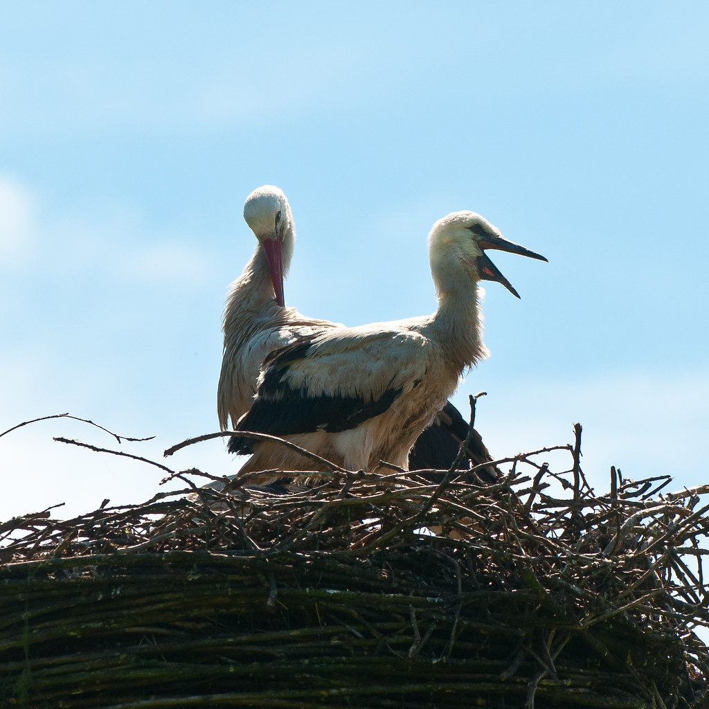 Storkbaby almost ready to leave the nest!