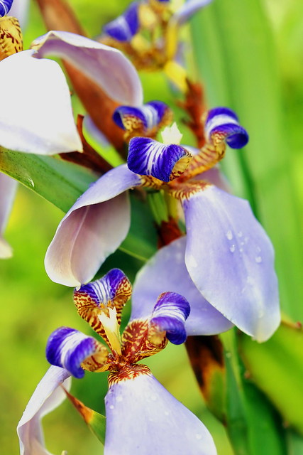 Iris bleu du jardin à Tahiti