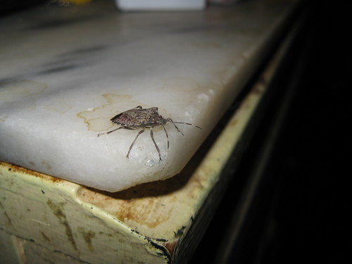 Stink Bug on the Corner | by sameold2010