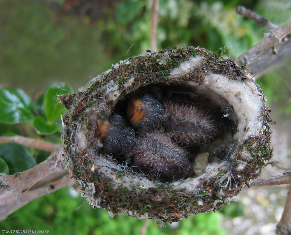 Hummingbird chicks in nest by Michael Layefsky