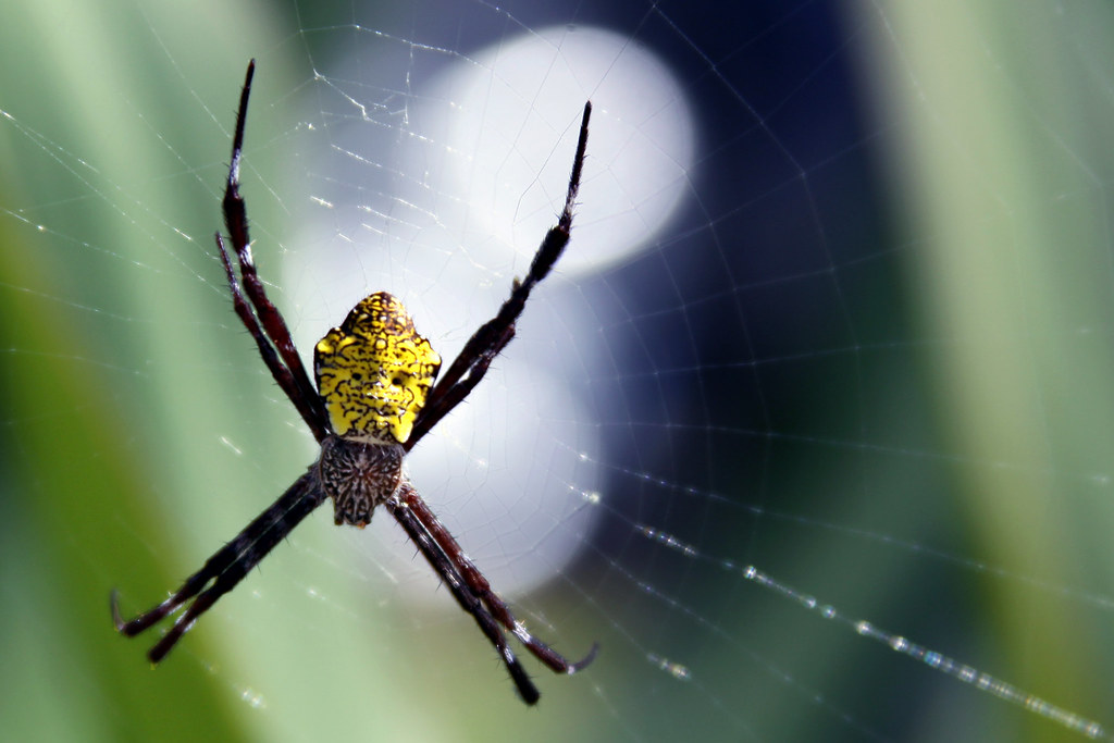 Hawaiian Garden Spider Argiope Appensa Seriously These Ar Flickr