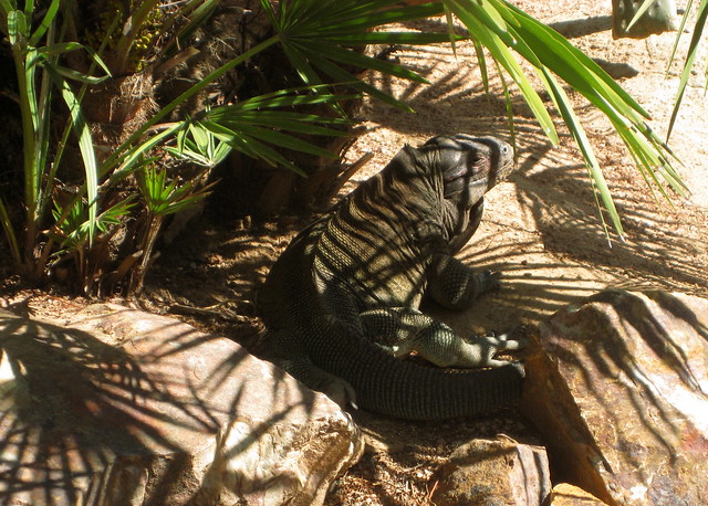 Anegada Iguana