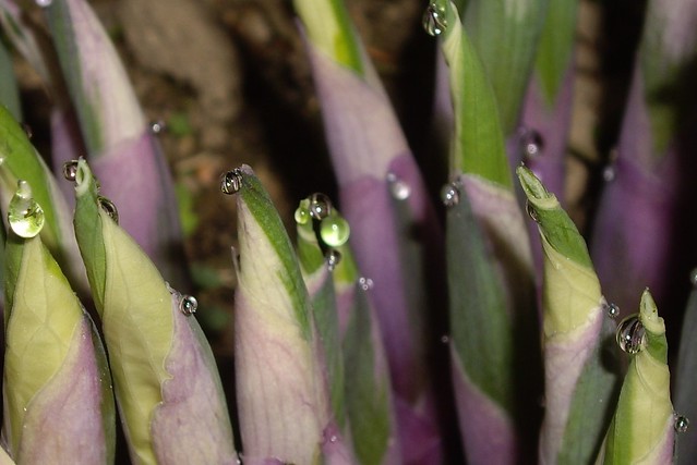 Dewdrops on Hosta Sprouts