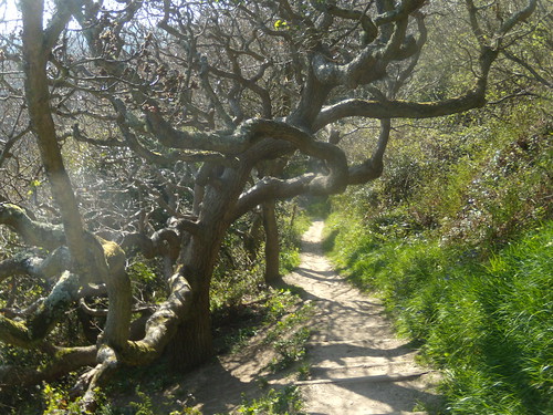 Twisted tree Rye to Hastings