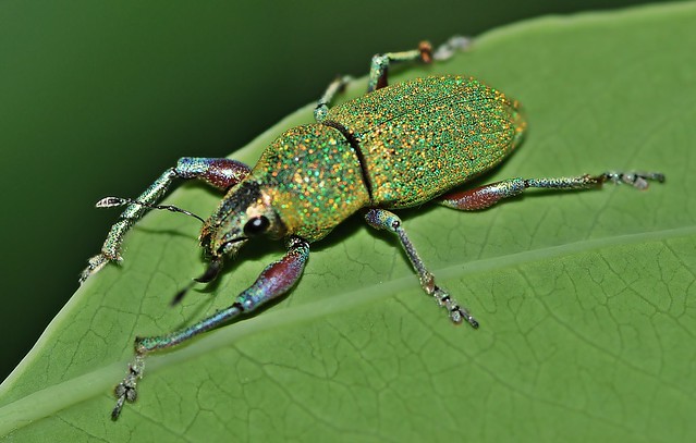 Green Bug (Explored)