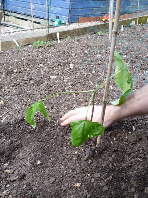 Planting Jude's bean